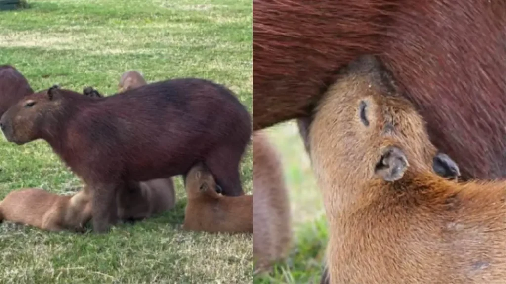 Alerta fofura: Capivarinhas dormem enquanto mamam e cena encanta no Pantanal de MS