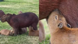 Alerta fofura: Capivarinhas dormem enquanto mamam e cena encanta no Pantanal de MS