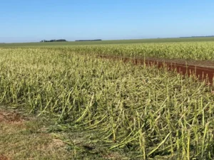 Granizo e geada causam perda total nas lavouras de milho em Deodápolis e Fátima do Sul