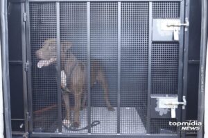 Cães pitbulls e fila fogem de casa e atacam cachorrinho em Cassilândia Cães pitbulls e fila fogem de casa e atacam cachorrinho em Cassilândia