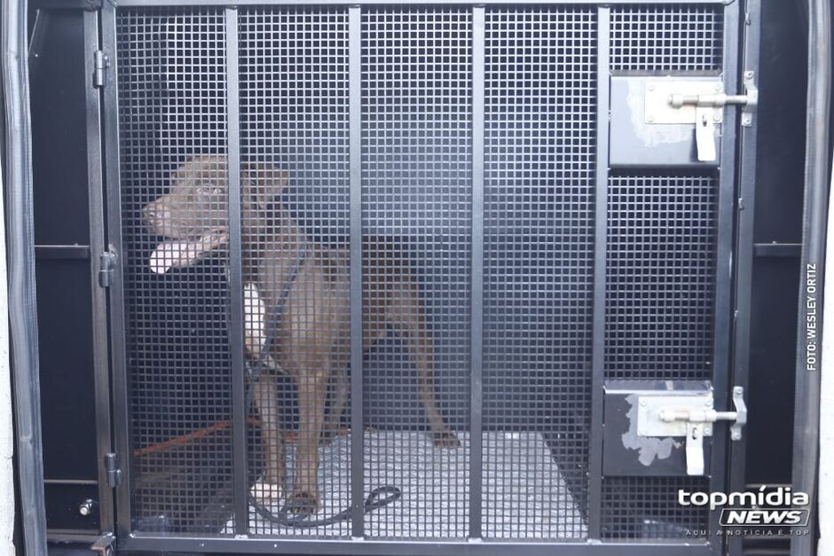 Cães pitbulls e fila fogem de casa e atacam cachorrinho em Cassilândia Cães pitbulls e fila fogem de casa e atacam cachorrinho em Cassilândia