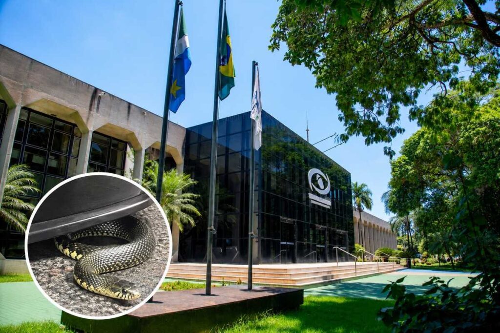 Cobra é encontrada em cadeira da recepção do TCE-MS e reacende histórico de aparições no Parque dos