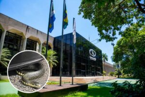 Cobra é encontrada em cadeira da recepção do TCE-MS e reacende histórico de aparições no Parque dos Cobra é encontrada em cadeira da recepção do TCE-MS e reacende histórico de aparições no Parque dos