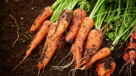 junho-favorece-cultivo-de-15-especies-na-horta-e-no-campo