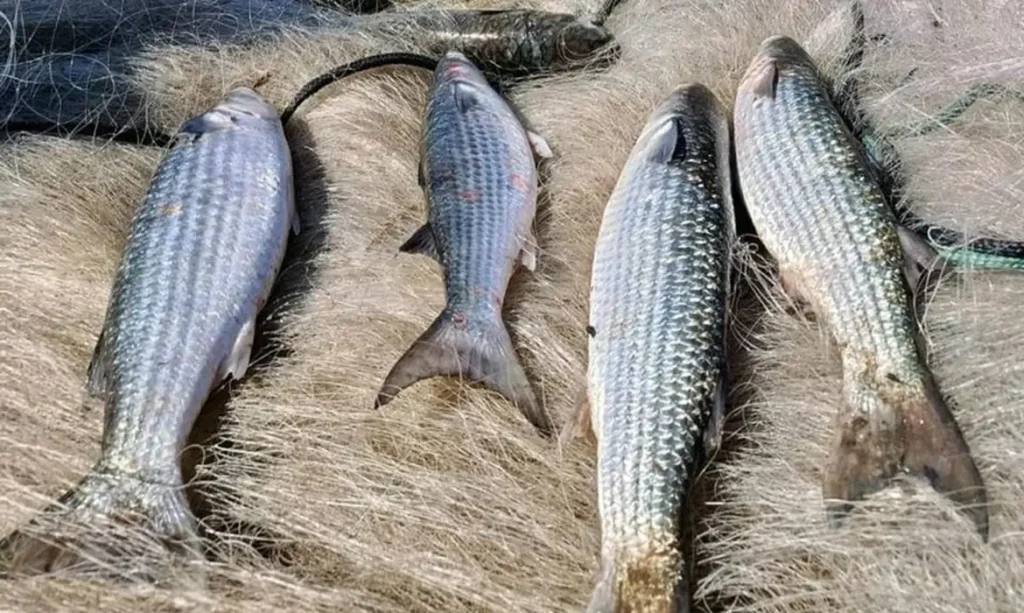 pesca-de-tainha-por-arrasto-de-praia-e-suspensa-apos-pais-atingir-90%-da-cota-de-2026