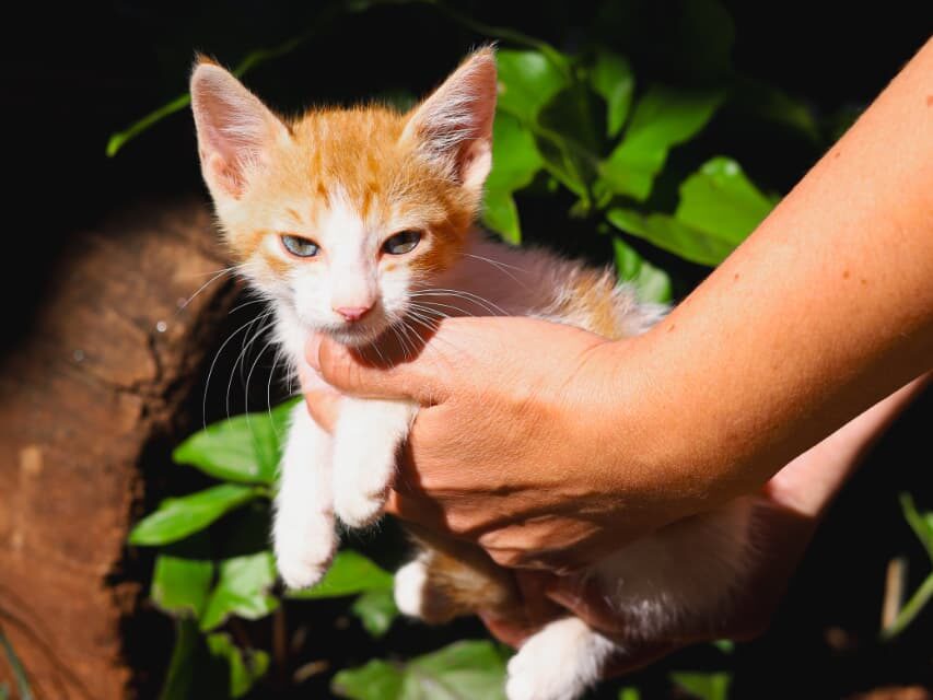 feira-de-adocao-de-pets-acontece-nesse-domingo