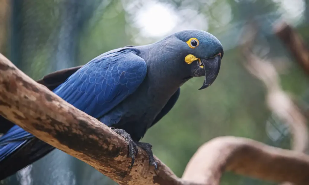 lista-de-fauna-ameacada-inclui-180-especies-e-retira-150-apos-revisao-do-icmbio