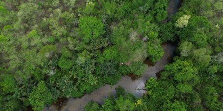 Projeto busca restaurar 600 mil hectares de vegetação nativa no Brasil projeto-busca-restaurar-600-mil-hectares-de-vegetacao-nativa-no-brasil